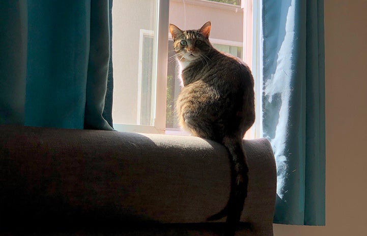 Mila the cat sitting next to a window, between the blue drapes