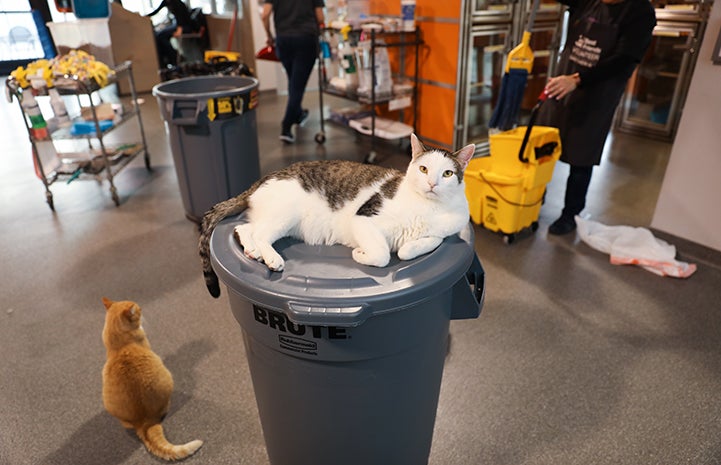 Dwight Schrute, the white and brown tabby cat, sitting on the top of a trash can