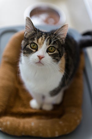 Caregivers describe Coraline the cat's coat as “talico,” or a mixture of calico and tabby