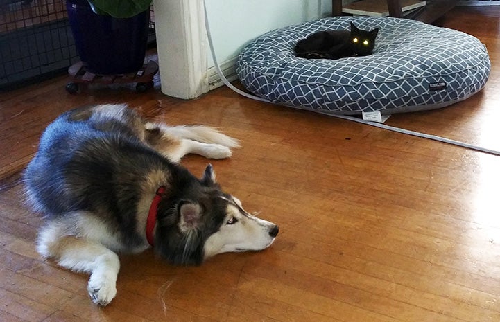 Cassiopeia the husky lying on the wooden floor near Pedro the black cat lying in a dog bed