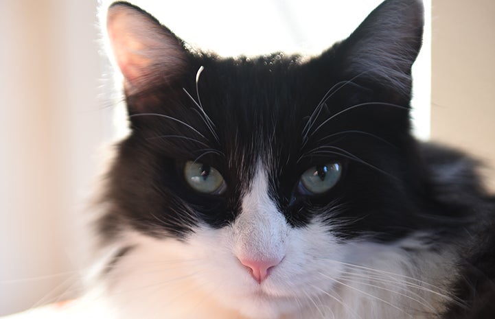 The face of Zorro, the black and white medium hair tuxedo cat