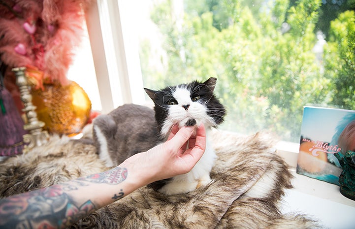 A tattooed arm reaching up to pet the chin of Leroy Jenkins, a senior black and white cat