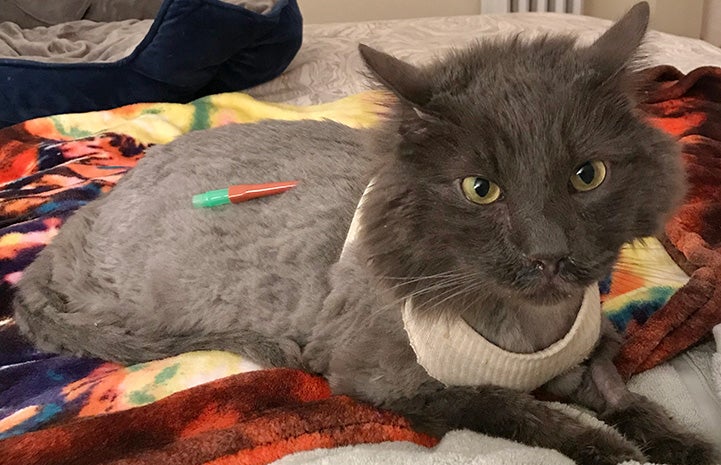 Elroy the cat with a catheter in his back