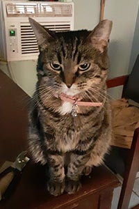Brown tabby cat Sassy wearing a pink collar and sitting on a table