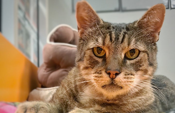 Chance the cat belonged in a home with a family, and so he was moved into a room with other friendly cats