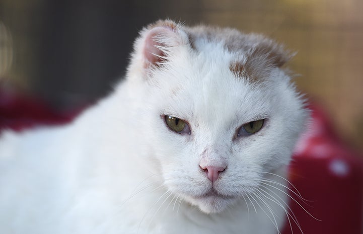 At around 12 years old, Oscar’s body tells the story of a cat living a rough life on the streets