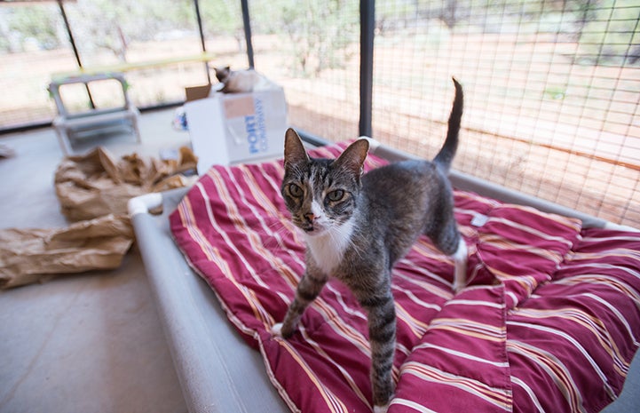 Lance, a brown tabby with white cat with cerebellar hypoplasia, standing up on a striped blanket