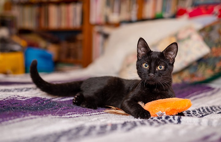 Black cat Jelly lying on a blanket with an orange toy