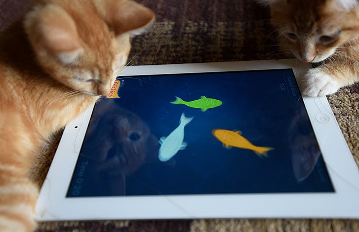 Popcorn and Cheddar, kittens with cerebellar hypoplasia, playing with an iPad