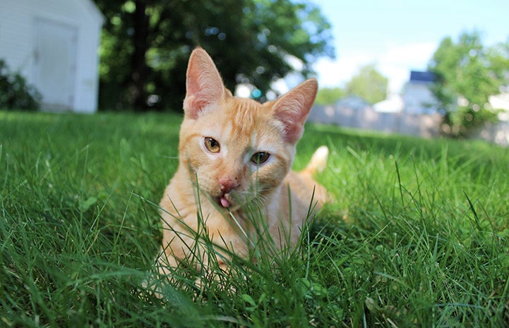 Cheddar the kitten playing in the grass