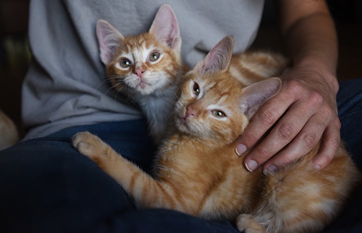 Popcorn and Cheddar, kittens with cerebellar hypoplasia