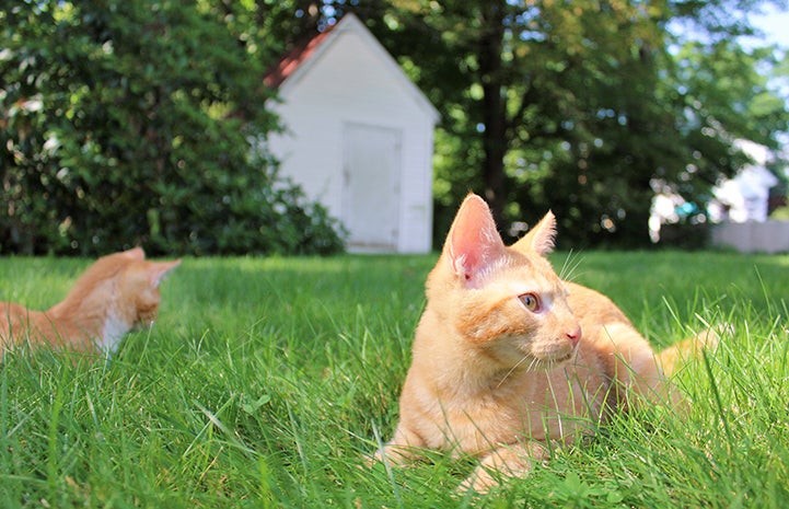 Popcorn and Cheddar, kittens with cerebellar hypoplasia, playing in the grass