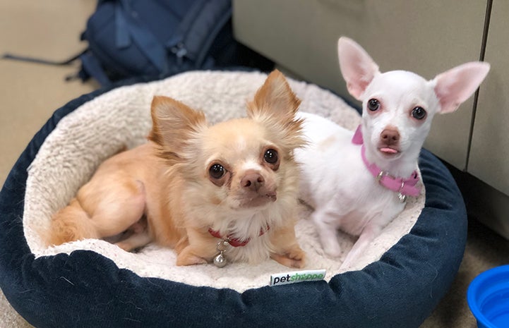 Ella and Roo the dogs lying together in a small, round pet bed