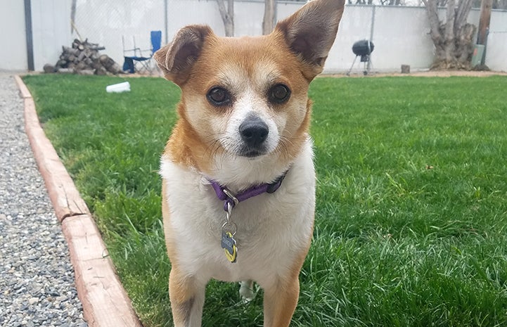 Chancho the Chihuahua in a grassy yard