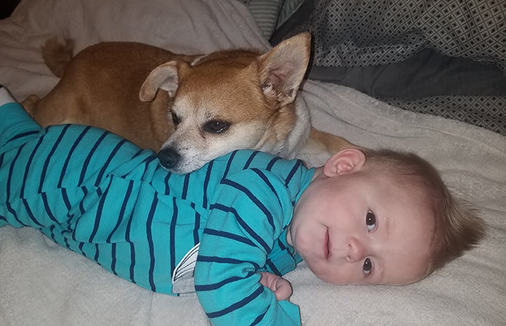 Chancho the Chihuahua shares nap-time with their six-month old grandson