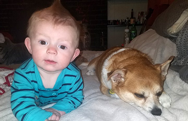 Chancho the Chihuahua next to their six-month old grandson
