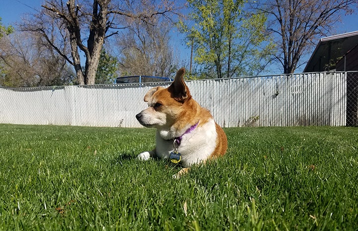 Chancho the Chihuahua lying in the grass in a yard