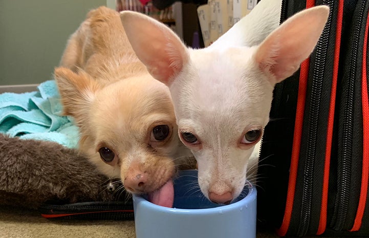 Two dogs, Ella and Roo, drinking out of the same cup