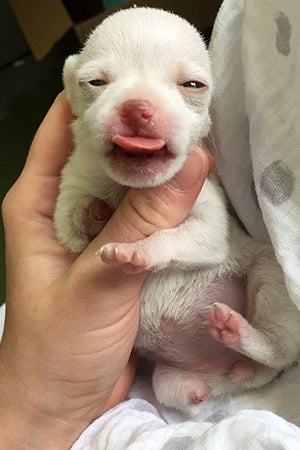 Ella the Chihuahua, when still a very tiny puppy, showing nubs where the legs should be