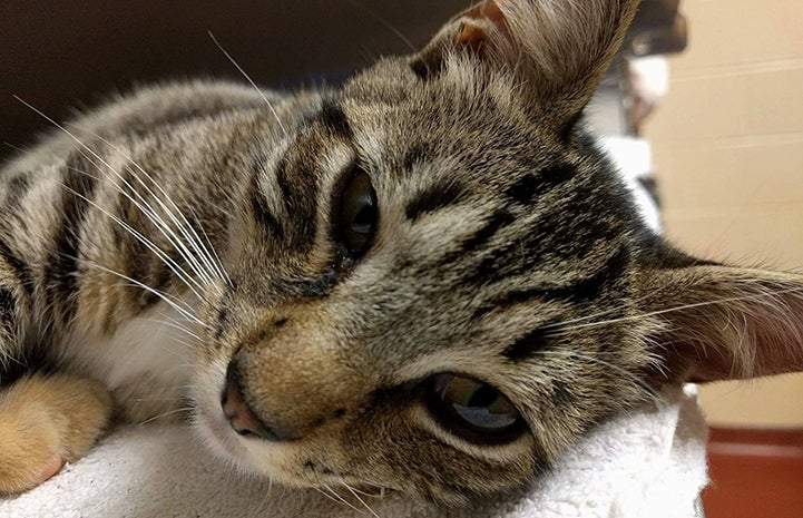 Cats like this brown tabby are given more time at the Cobb County shelter near Atlanta, Georgia