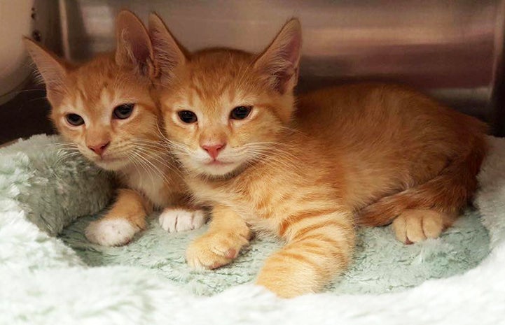 Orange tabby kittens at the Cobb County shelter near Atlanta, Georgia