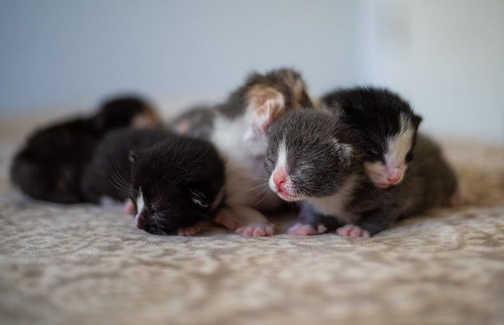 Litter of neonatal kittens, still with eyes closed, bunched together on a blanket