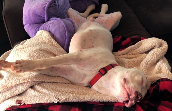 Sailor the dog lying upside-down on some blankets with eyes closed and smile on his mouth