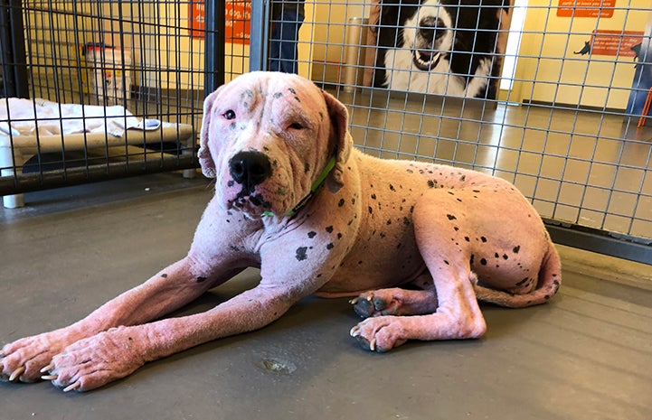 Rosie, a dog with mange, in a kennel
