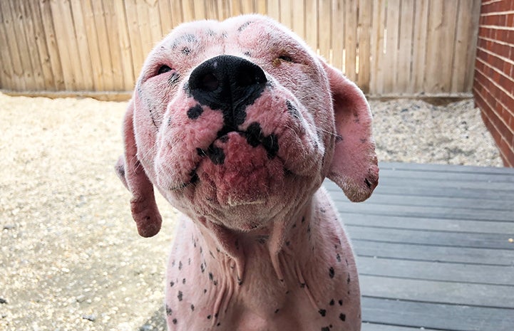 A close-up of the face of Rose the dog with mange