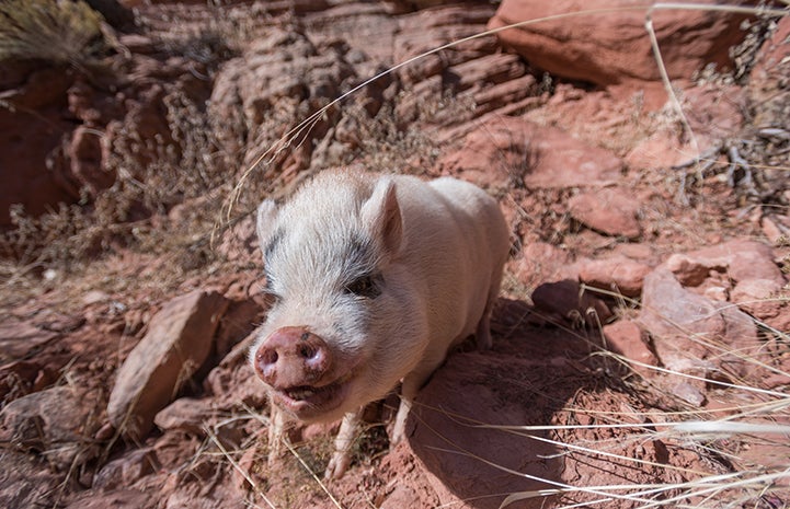 Diesel the potbellied pig is much happier, now that he has gotten training and more exercise