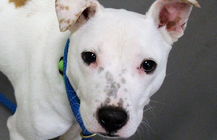 Cookie the dog was too scared to return indoors