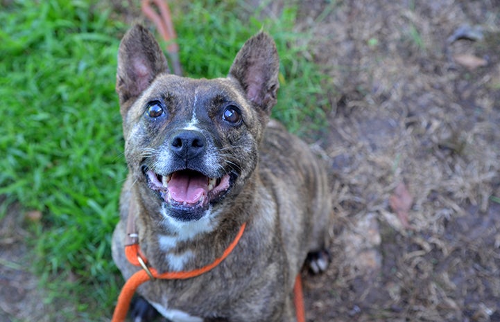 A smiling Diamond the dog, sitting in the grass