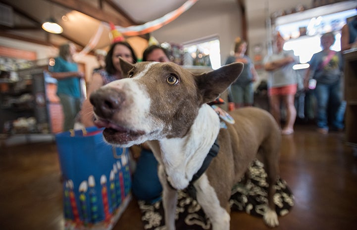Google's biggest fans throw a 10th birthday party for the beloved dog