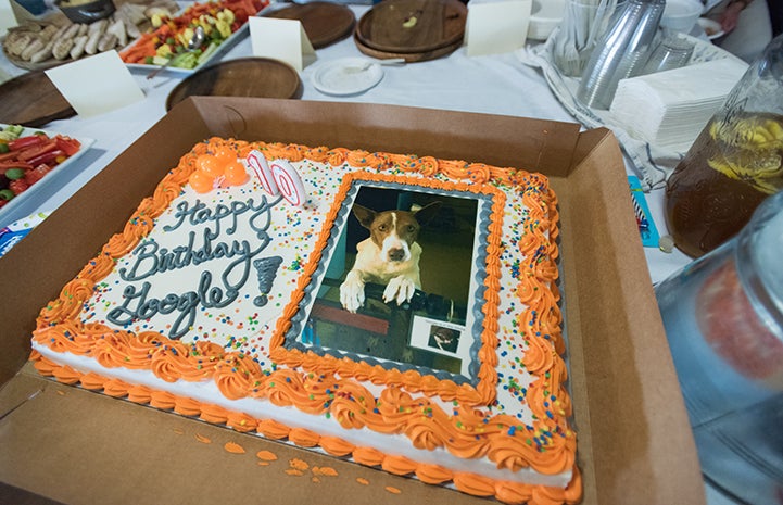 Humans got to enjoy Google's birthday cake