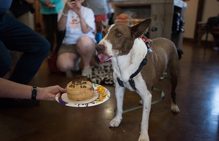 Yum, Google gives his birthday cake two paws up!