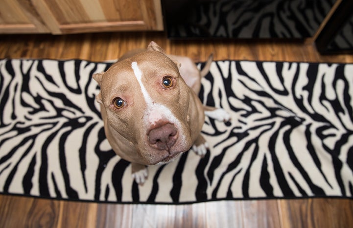 Paisley the dog had received the all-clear for adoption, and Chesley was there when the doors opened