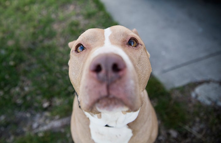 When Chelsey met Paisley the dog, she wanted to give her the same kind of second chance that her father had given Tux