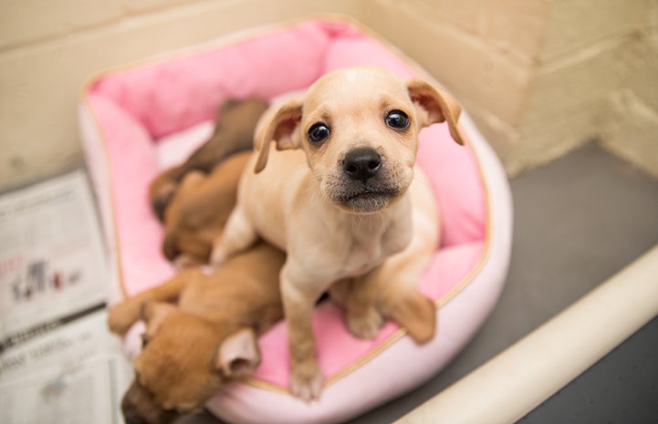 Duchess the dog's puppies