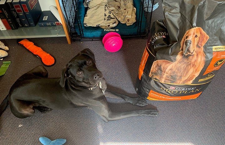 Milo the dog lying next to a large bag of dog food