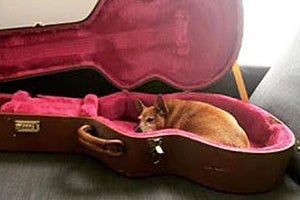 Stevie Nicks the dog lying in a guitar case