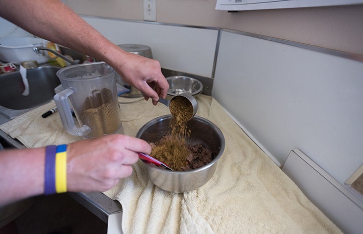Caregivers make a special meal for Wookie by blending wet food, water and dry food
