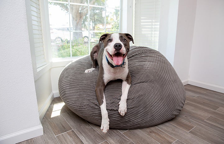 Neville the dog lying on a bean bag chair in front of a window