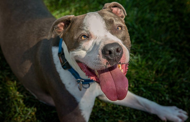 Neville the pit bull terrier lying down in grass and smiling with his tongue out