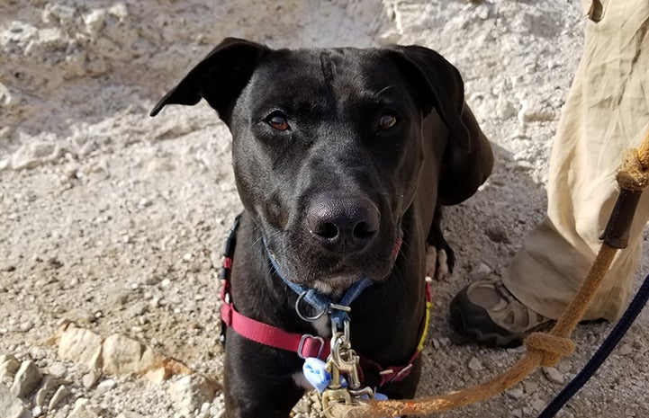 A black Labrador or pit bull terrier mix on a harness on a hike