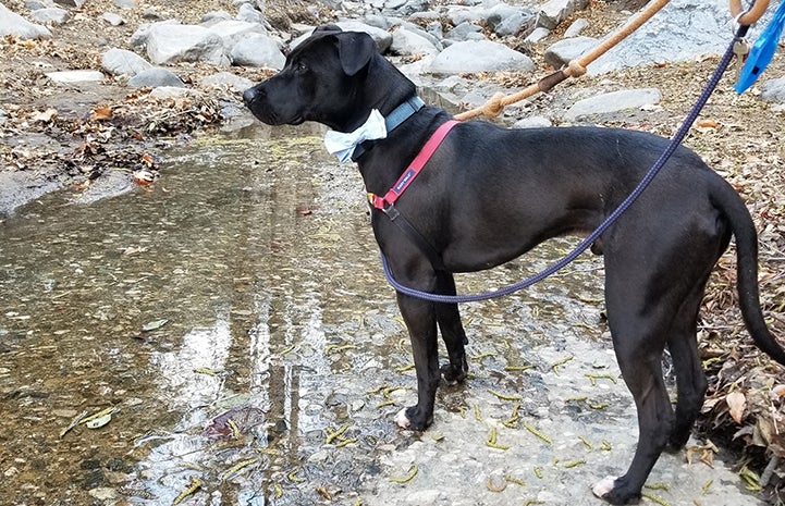 A black dog on a walk crossing a stream