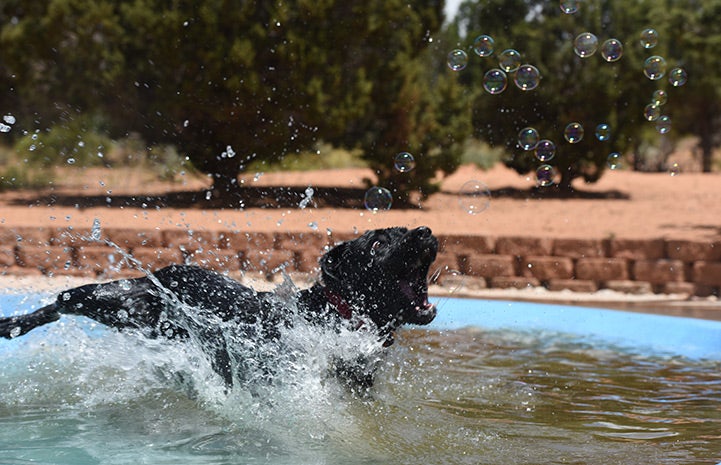 Tuco the Labrador enjoys chasing bubbles in the pool