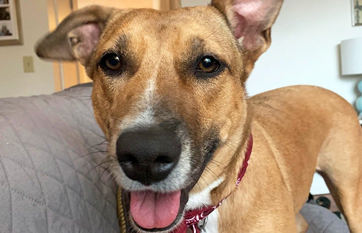 Brandy the dog looking happy with mouth open in a smile with tongue out