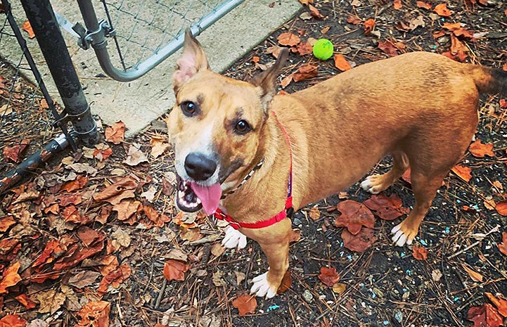 Brandy the dog outside surrounded by fallen leaves