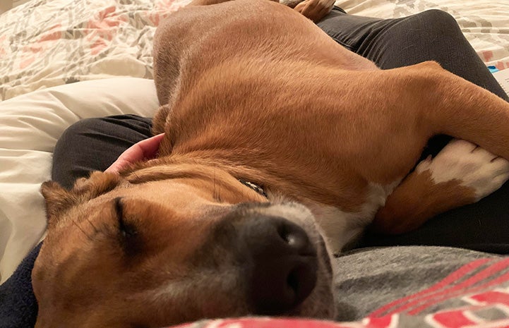 Brandy the dog sleeping