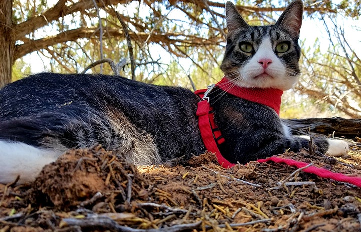 Tigger, the brown tabby with white cat, wearing a red harness and leash, outside under a tree